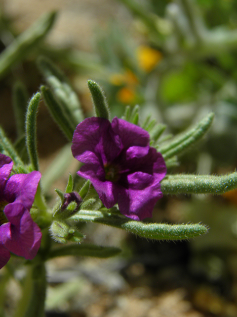 Nama hispidum (Sand bells) #86964