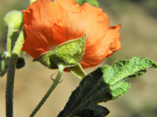 Sphaeralcea hastulata (Spear globemallow) #86967