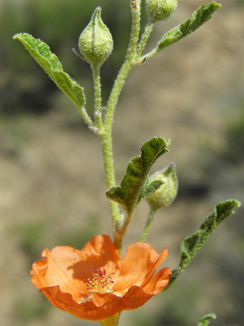 Sphaeralcea hastulata (Spear globemallow) #86968