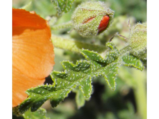 Sphaeralcea hastulata (Spear globemallow) #86970