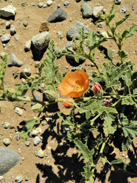 Sphaeralcea hastulata (Spear globemallow) #86972