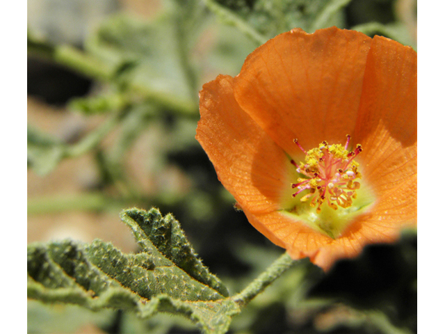 Sphaeralcea hastulata (Spear globemallow) #86973