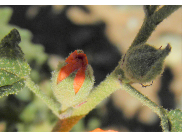 Sphaeralcea hastulata (Spear globemallow) #86974