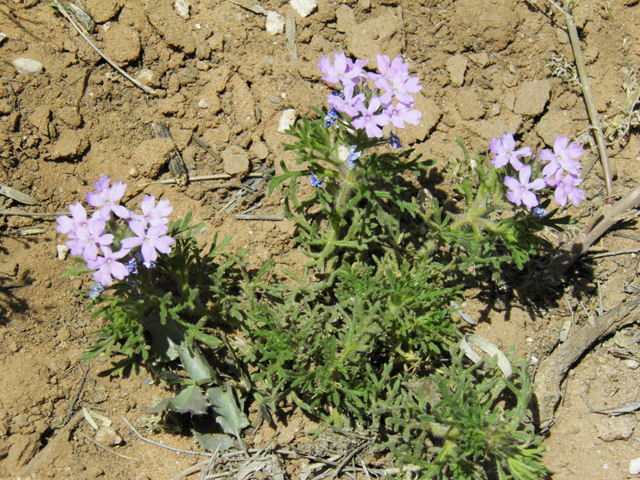 Glandularia bipinnatifida var. ciliata (Davis mountains mock vervain) #87016