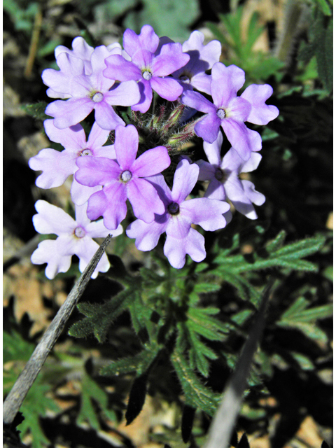 Glandularia bipinnatifida var. ciliata (Davis mountains mock vervain) #87019