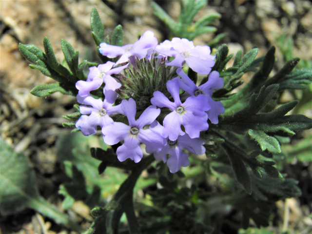 Glandularia bipinnatifida var. ciliata (Davis mountains mock vervain) #87021