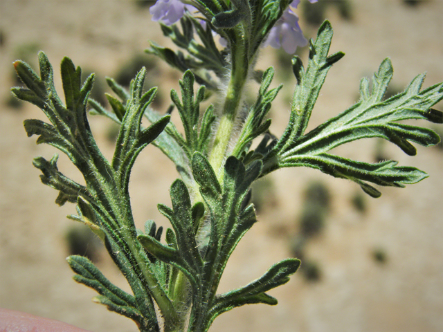 Glandularia bipinnatifida var. ciliata (Davis mountains mock vervain) #87022