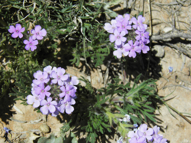 Glandularia bipinnatifida var. ciliata (Davis mountains mock vervain) #87025