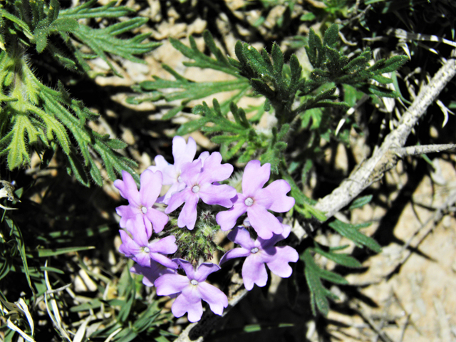 Glandularia bipinnatifida var. ciliata (Davis mountains mock vervain) #87027