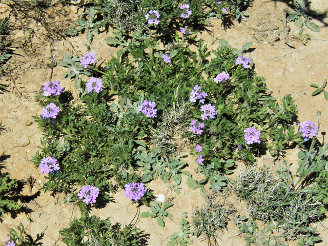 Glandularia bipinnatifida var. ciliata (Davis mountains mock vervain) #87028