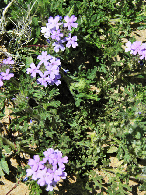 Glandularia bipinnatifida var. ciliata (Davis mountains mock vervain) #87030