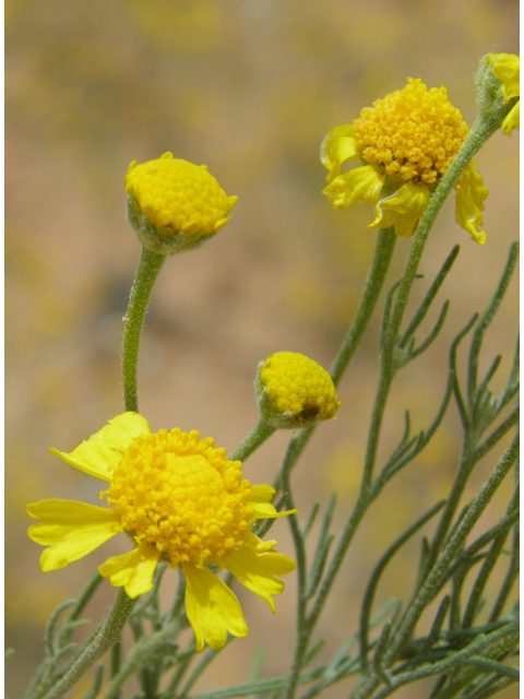 Hymenoxys odorata (Bitter rubberweed) #87050