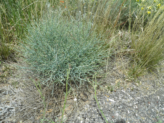 Stephanomeria pauciflora (Brownplume wirelettuce) #87068