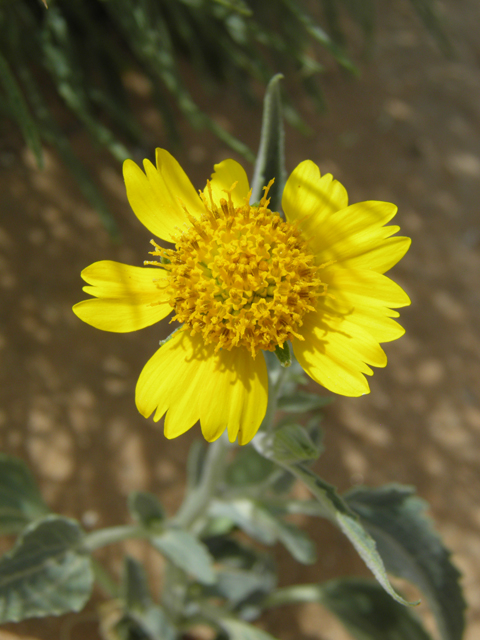 Verbesina encelioides (Cowpen daisy) #87070