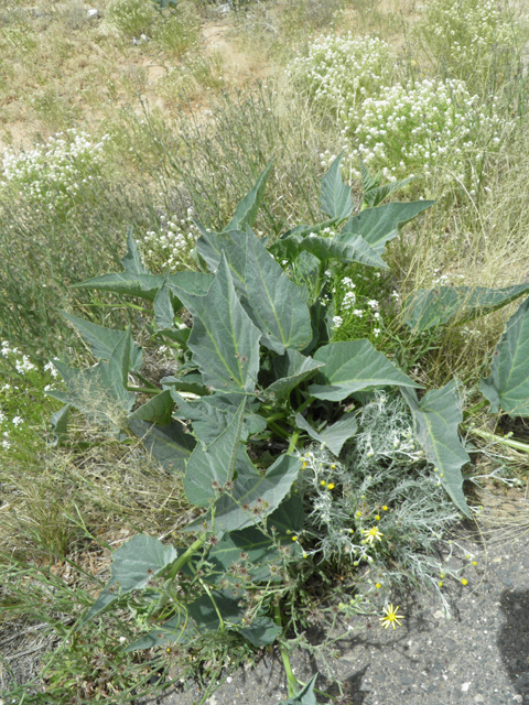 Cucurbita foetidissima (Stinking gourd) #87114