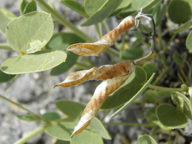 Senna bauhinioides (Twinleaf senna) #87118