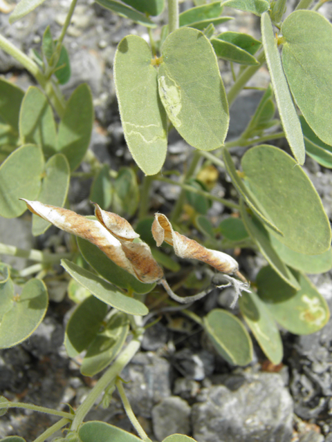 Senna bauhinioides (Twinleaf senna) #87119