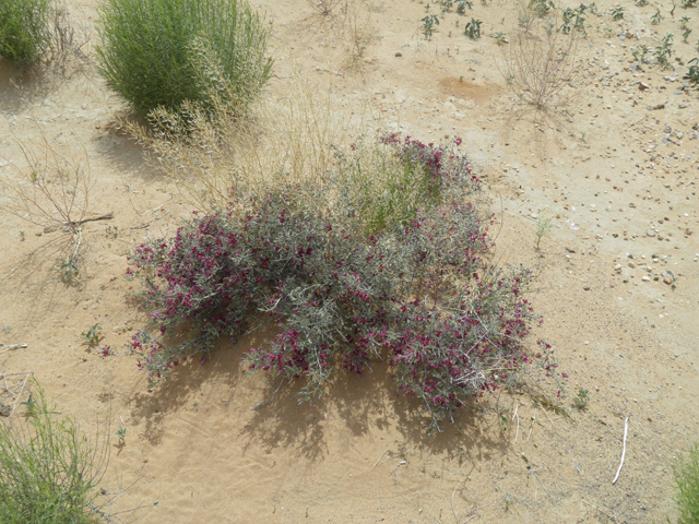 Krameria erecta (Littleleaf ratany) #87120