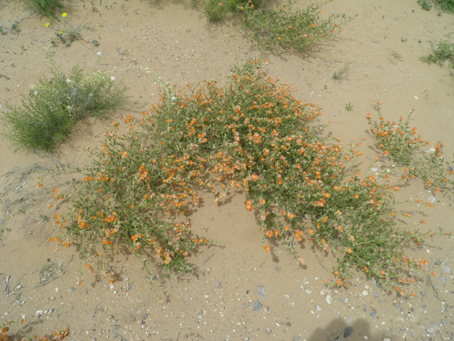 Sphaeralcea hastulata (Spear globemallow) #87125