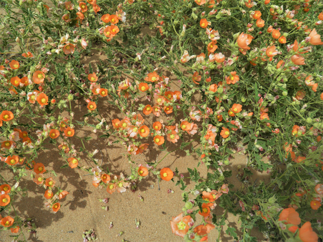 Sphaeralcea hastulata (Spear globemallow) #87126