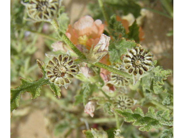 Sphaeralcea hastulata (Spear globemallow) #87128