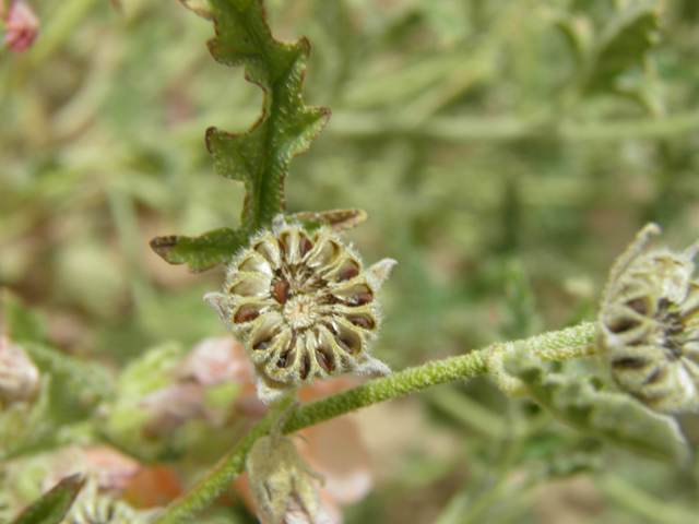 Sphaeralcea hastulata (Spear globemallow) #87129