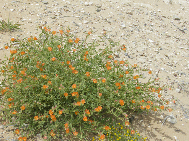 Sphaeralcea hastulata (Spear globemallow) #87132