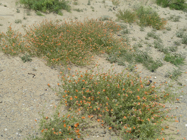 Sphaeralcea hastulata (Spear globemallow) #87133