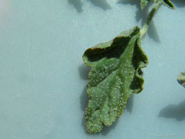 Sphaeralcea hastulata (Spear globemallow) #87134