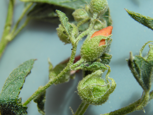 Sphaeralcea hastulata (Spear globemallow) #87139