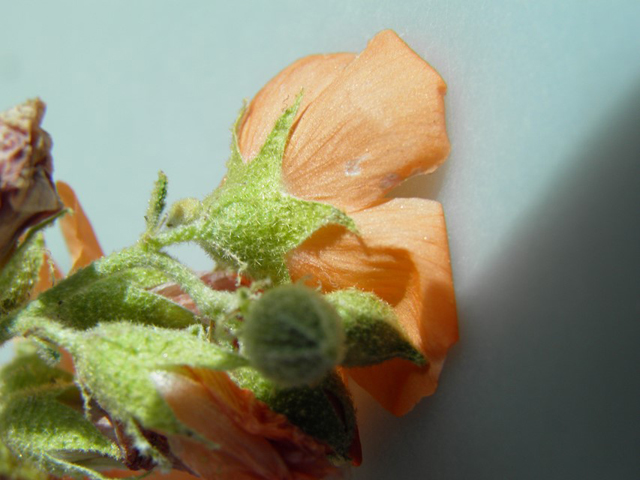 Sphaeralcea hastulata (Spear globemallow) #87140