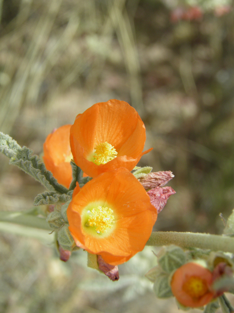 Sphaeralcea angustifolia (Narrowleaf globemallow) #87152