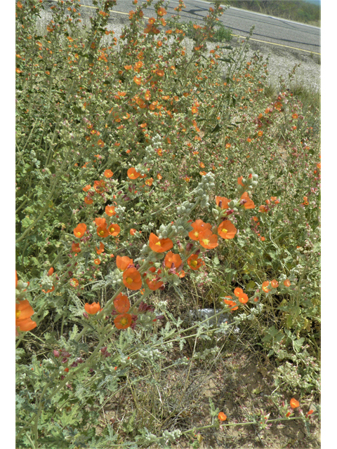 Sphaeralcea angustifolia (Narrowleaf globemallow) #87154