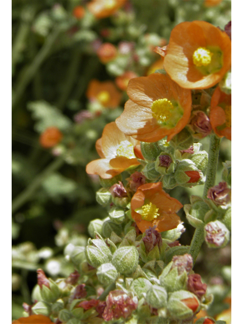 Sphaeralcea angustifolia (Narrowleaf globemallow) #87155