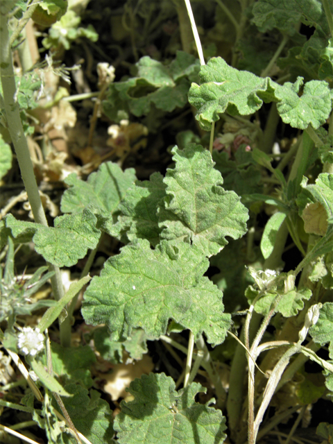 Sphaeralcea angustifolia (Narrowleaf globemallow) #87156