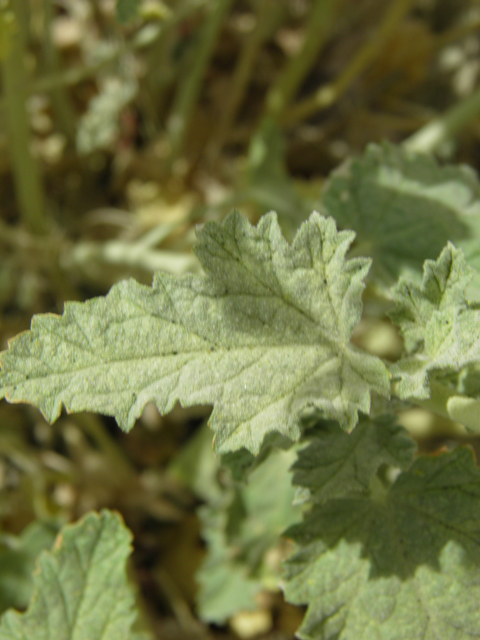 Sphaeralcea angustifolia (Narrowleaf globemallow) #87157