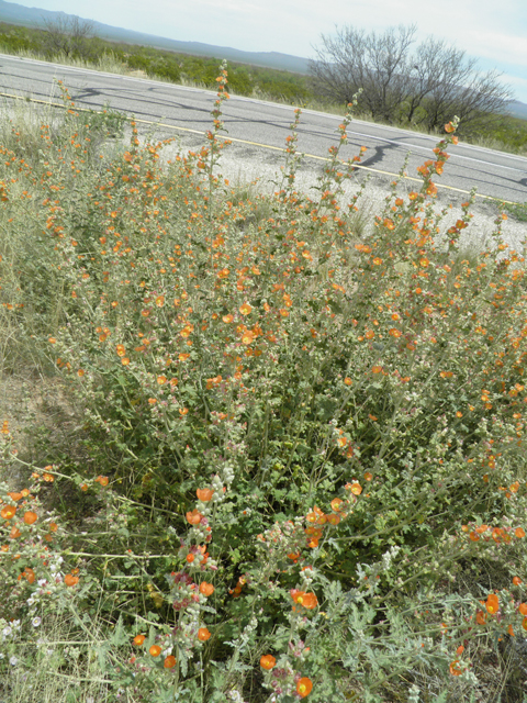 Sphaeralcea angustifolia (Narrowleaf globemallow) #87159