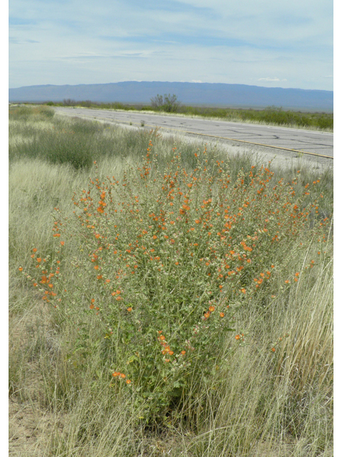 Sphaeralcea angustifolia (Narrowleaf globemallow) #87160