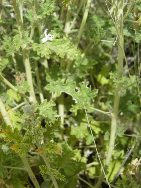 Sphaeralcea angustifolia (Narrowleaf globemallow) #87162