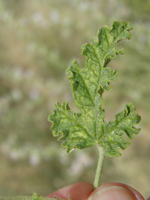 Sphaeralcea angustifolia (Narrowleaf globemallow) #87163