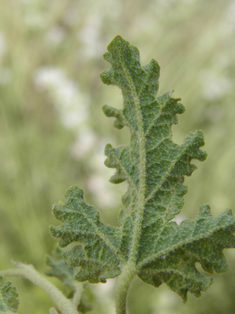 Sphaeralcea angustifolia (Narrowleaf globemallow) #87164