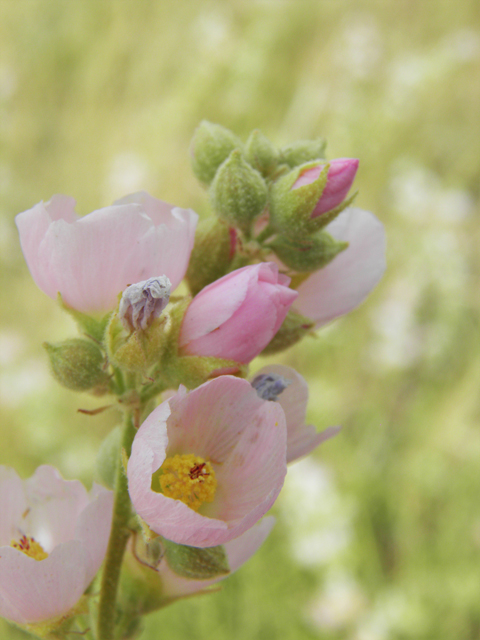 Sphaeralcea angustifolia (Narrowleaf globemallow) #87166