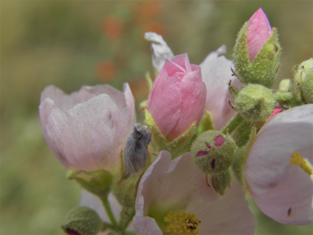 Sphaeralcea angustifolia (Narrowleaf globemallow) #87167