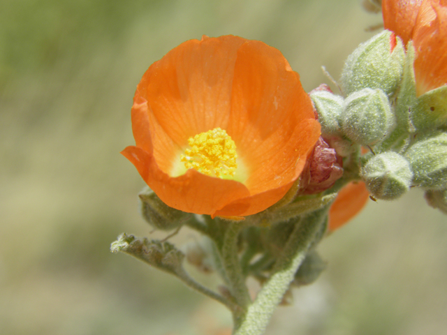 Sphaeralcea angustifolia (Narrowleaf globemallow) #87168