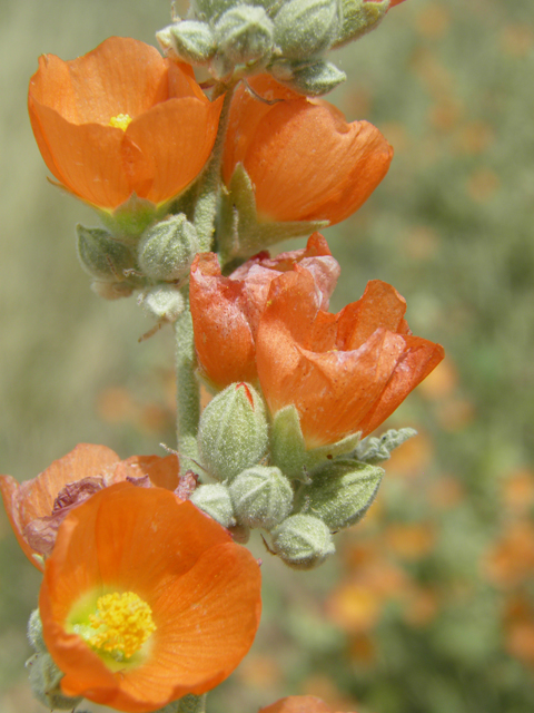 Sphaeralcea angustifolia (Narrowleaf globemallow) #87169