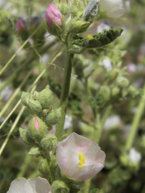 Sphaeralcea angustifolia (Narrowleaf globemallow) #87170