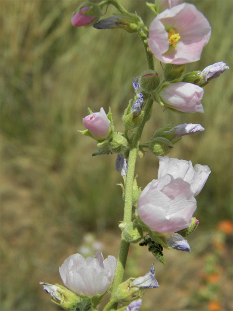 Sphaeralcea angustifolia (Narrowleaf globemallow) #87171