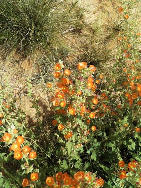 Sphaeralcea angustifolia (Narrowleaf globemallow) #87172