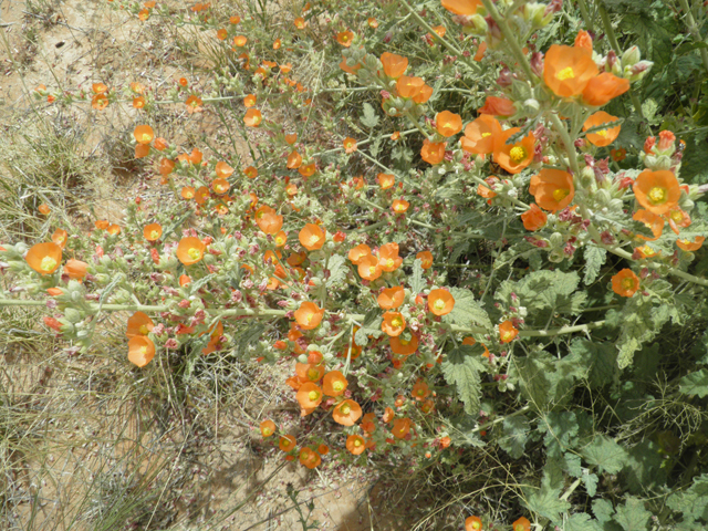 Sphaeralcea angustifolia (Narrowleaf globemallow) #87173