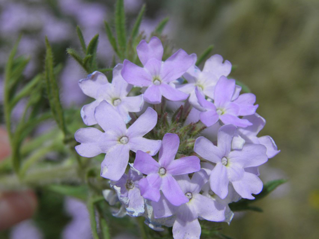 Glandularia bipinnatifida var. ciliata (Davis mountains mock vervain) #87181